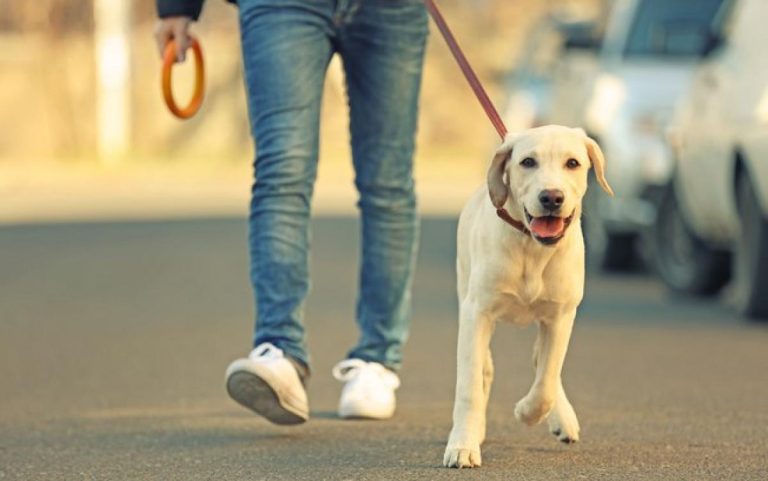 pet