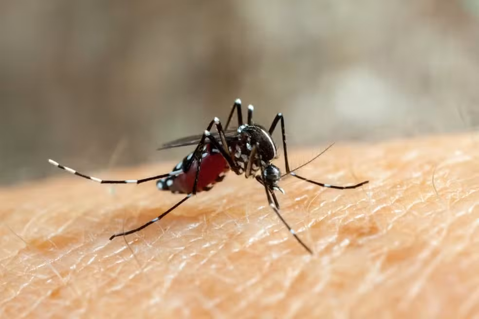 aedes