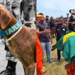 cadela-farejadora-do-ceara-morre-antes-de-iniciar-buscas-por-criancas-desaparecidas-em-bacabal