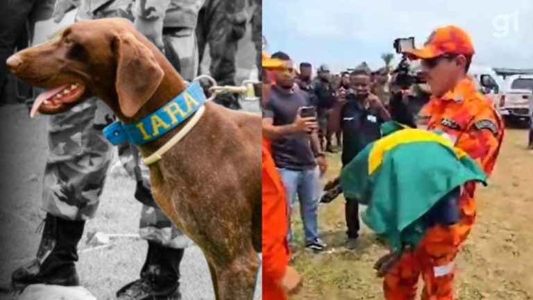 cadela-farejadora-do-ceara-morre-antes-de-iniciar-buscas-por-criancas-desaparecidas-em-bacabal