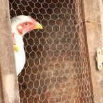 china-encerra-embargo-e-libera-importacao-de-carne-de-frango-do-rs-apos-mais-de-um-ano