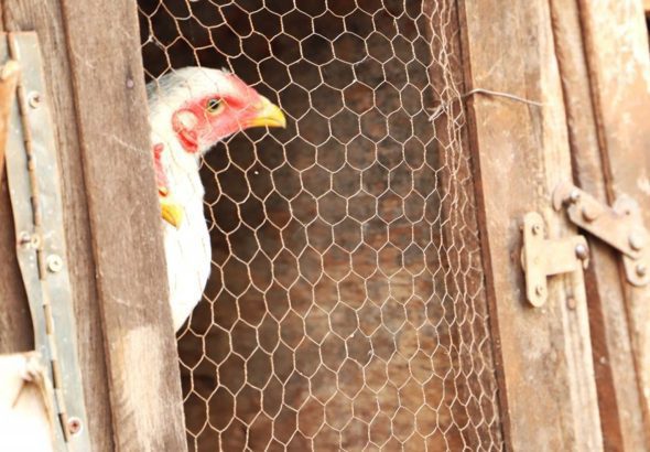 china-encerra-embargo-e-libera-importacao-de-carne-de-frango-do-rs-apos-mais-de-um-ano