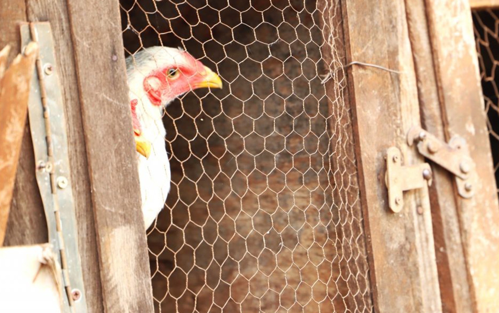 china-encerra-embargo-e-libera-importacao-de-carne-de-frango-do-rs-apos-mais-de-um-ano