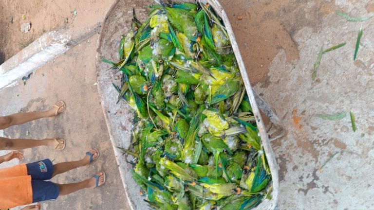 tempestade-derruba-arvore-e-provoca-morte-de-mais-de-350-periquitos-no-maranhao
