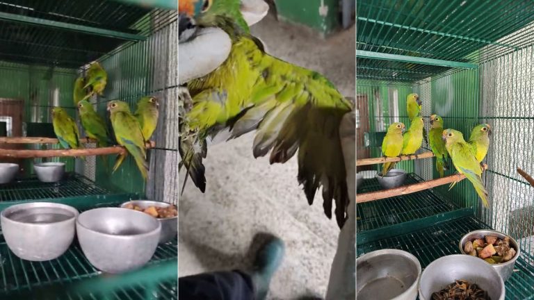 periquitos-que-sobreviveram-a-queda-de-arvore-com-centenas-de-aves-mortas-vao-para-abrigo-de-animais-silvestres