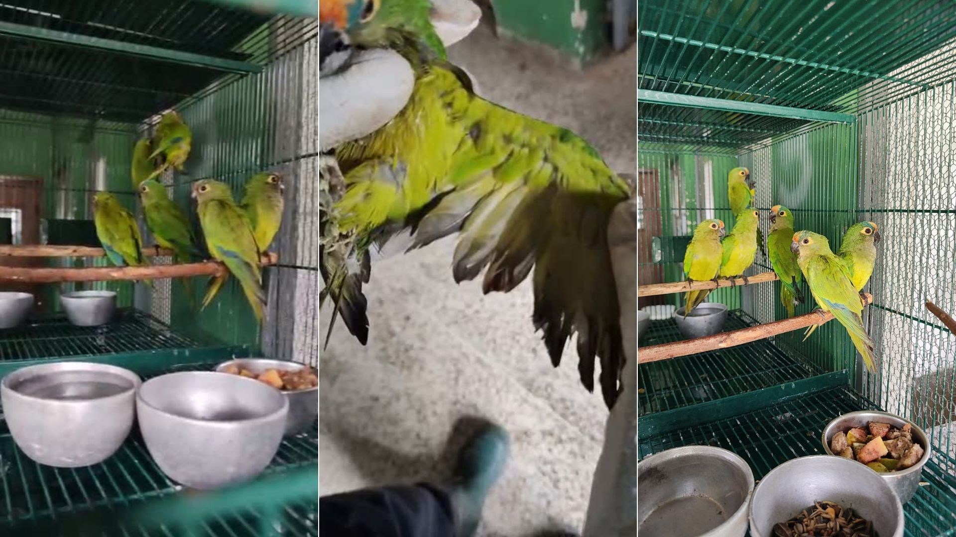 periquitos-que-sobreviveram-a-queda-de-arvore-com-centenas-de-aves-mortas-vao-para-abrigo-de-animais-silvestres