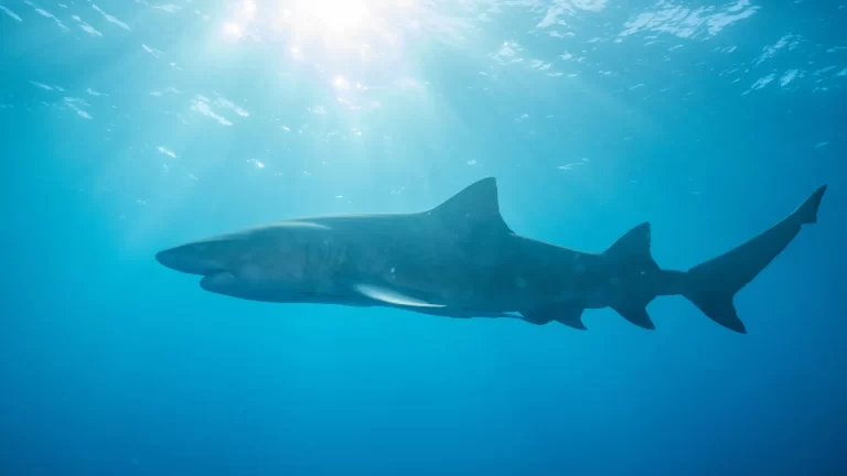 tubarao-cabeca-chata-de-mais-de-3-metros-foi-responsavel-por-ataque-a-adolescente