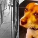 cachorro-comunitario-e-morto-com-dez-tiros,-em-mais-um-caso-contra-animais-no-pais