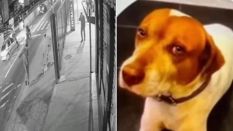 cachorro-comunitario-e-morto-com-dez-tiros,-em-mais-um-caso-contra-animais-no-pais