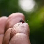 estudo-explica-diferenca-de-sintomas-entre-febre-do-oropouche-e-dengue