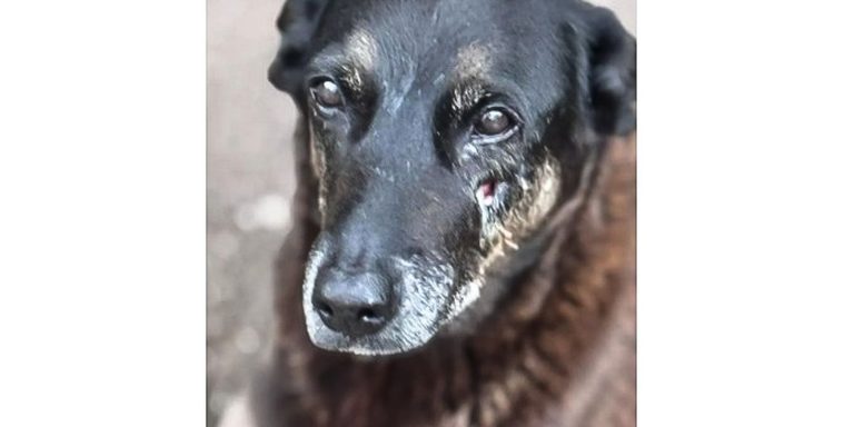 policia-quer-apreender-passaporte-de-envolvido-na-morte-do-cao-orelha