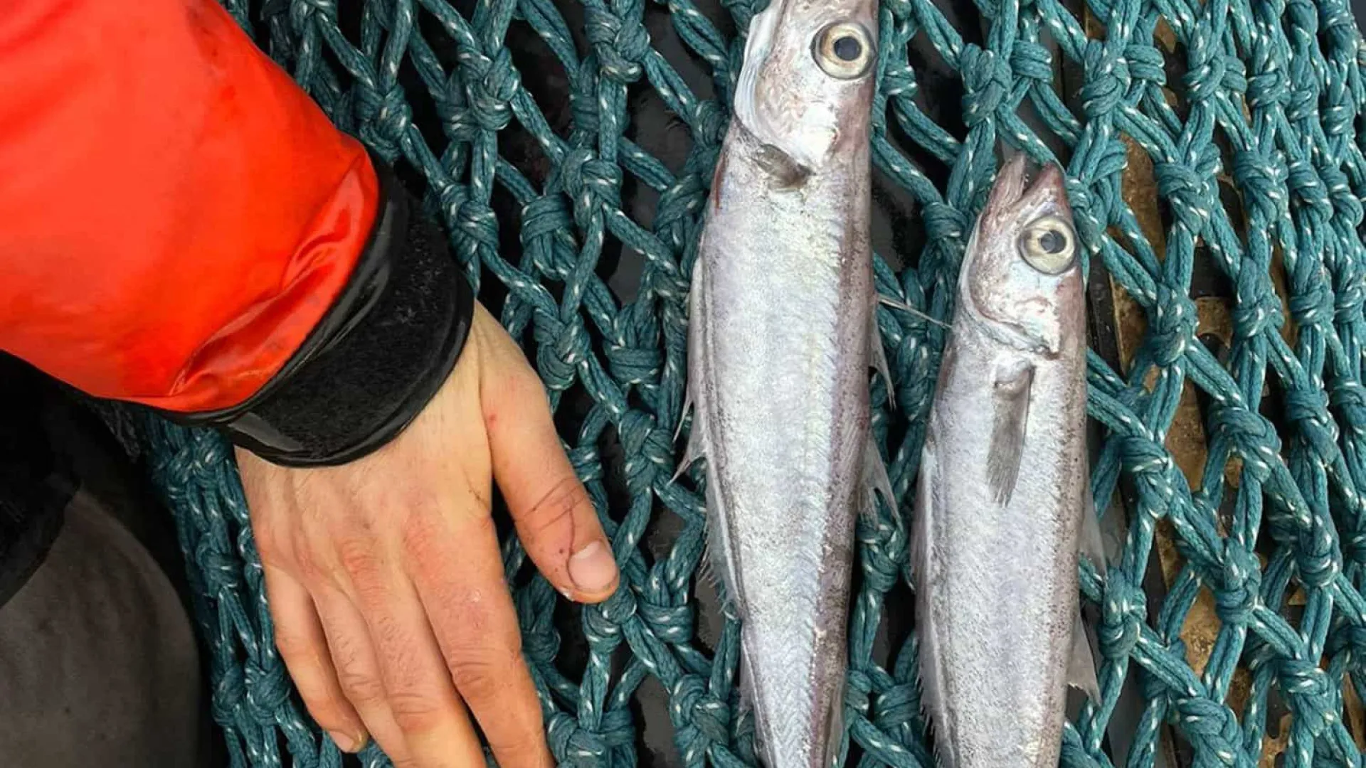 5582 peixes aparecem mortos em rio de sc e defesa civil investiga duas causas