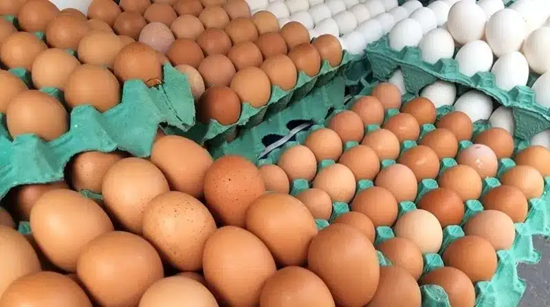 ovos